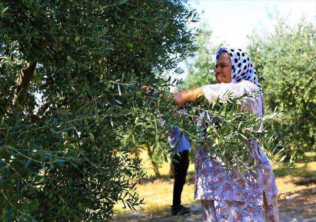 Zeytinde halkalı leke mücadelesi sonuç verdi