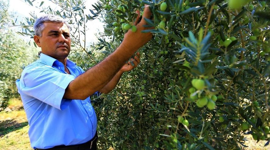 Zeytinde halkalı leke m&uuml;cadelesi sonu&ccedil; verdi