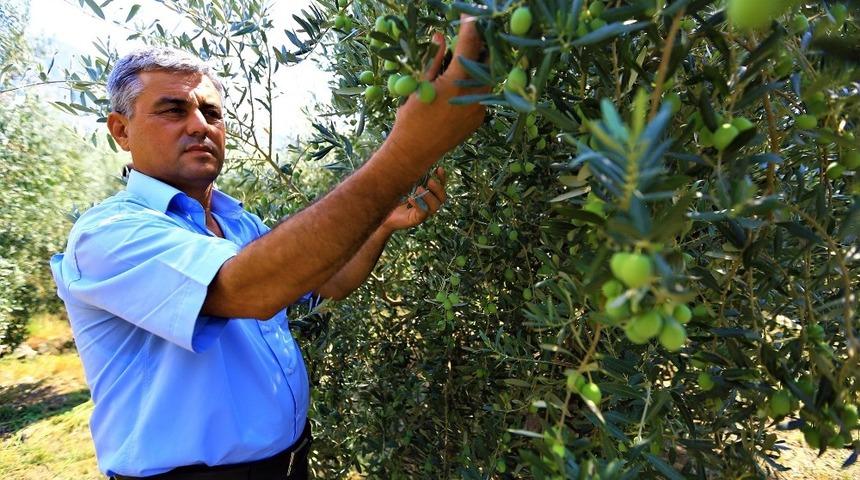 Zeytinde halkalı leke ile m&uuml;cadele meyvesini veriyor