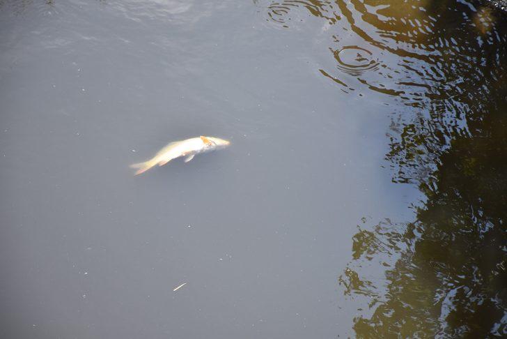 İzmir'de vatandaşlar kanaldaki ölü balıkları topladı G1