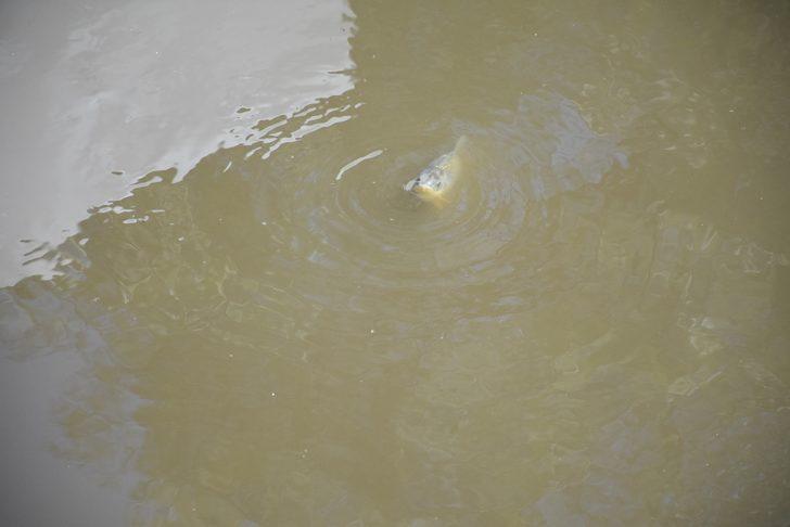 İzmir'de vatandaşlar kanaldaki ölü balıkları topladı G3