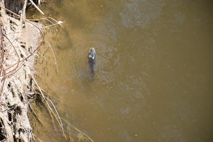 İzmir'de vatandaşlar kanaldaki ölü balıkları topladı G4