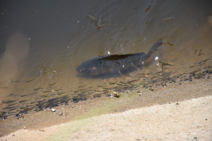 İzmir'de vatandaşlar kanaldaki ölü balıkları topladı G5