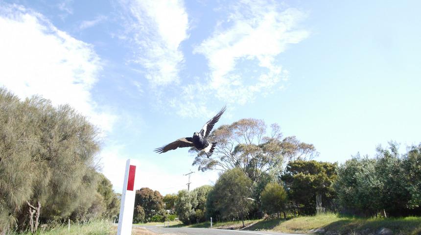 Saksağan saldırısında hayatını kaybetti