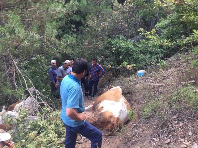 Uçuruma düşen ineği itfaiye kurtardı 1