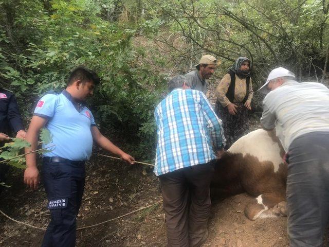 Uçuruma düşen ineği itfaiye kurtardı 2