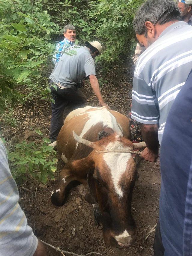 Uçuruma düşen ineği itfaiye kurtardı 3