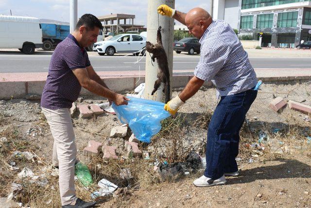 Vicdansızlar gelinciği boynundan ve ayaklarından bağlayıp direğe astılar