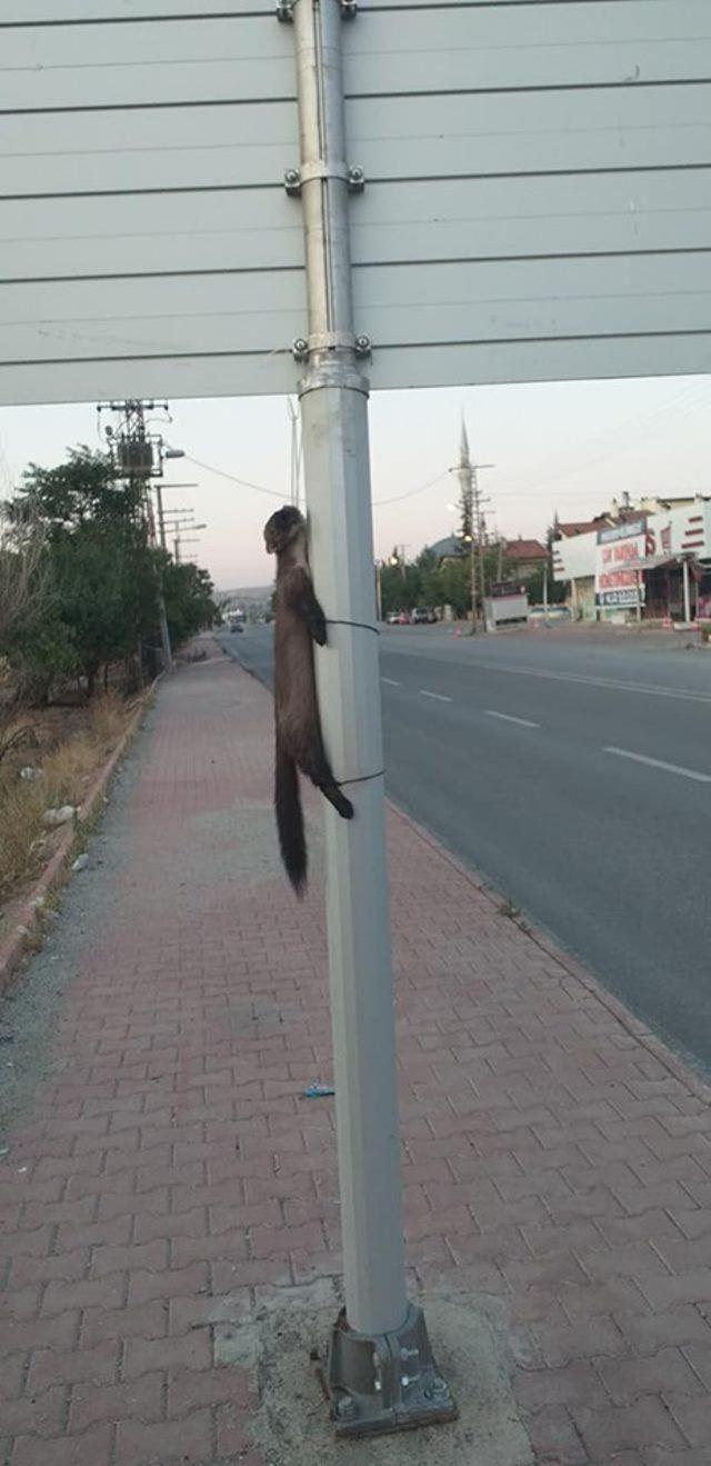 Vicdansızlar gelinciği boynundan ve ayaklarından bağlayıp direğe astılar