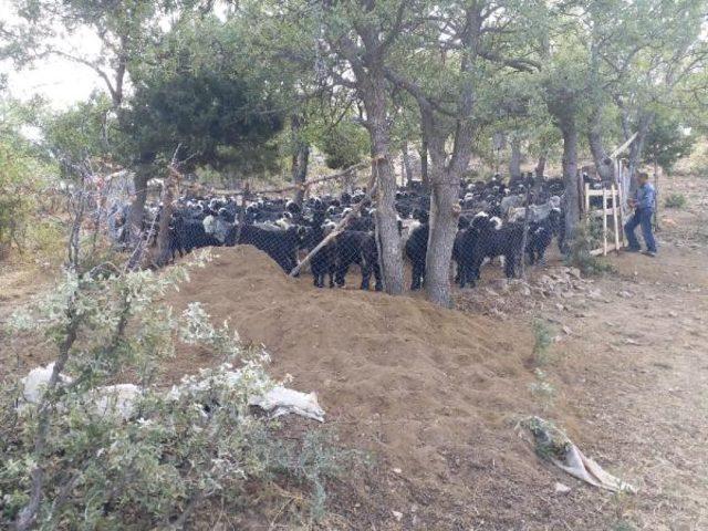 Kaldığı çadırda ölü bulunan Afgan çoban cinayete kurban gitmiş