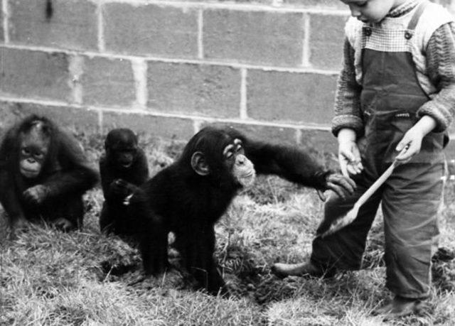 İnsanın taklit yeteneği şempanzelerden çok daha fazla