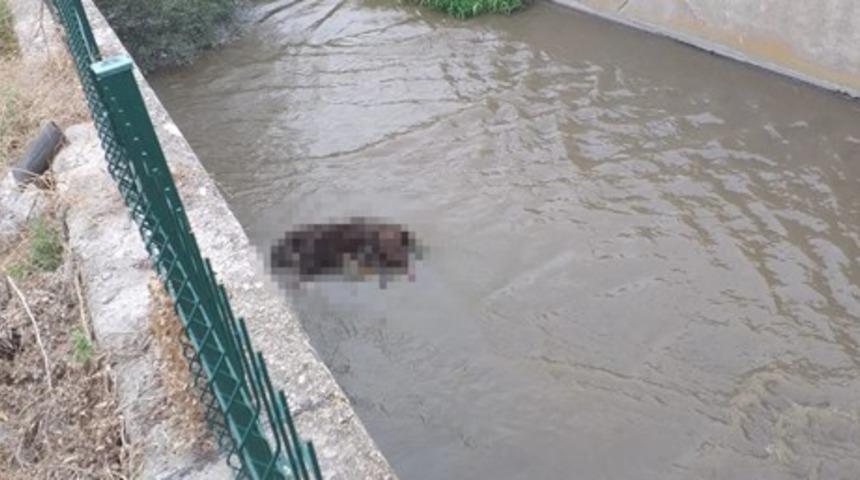 Ankara'da 3 köpek zehirlenip su kanalına atıldı