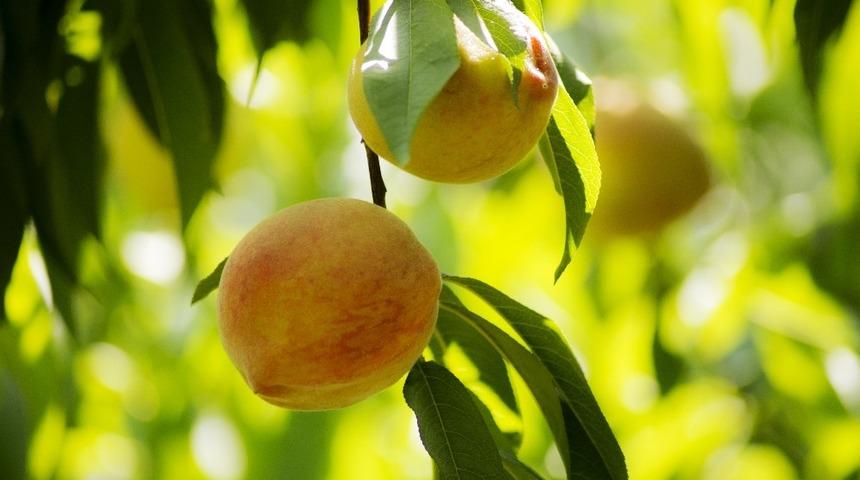 Şeftali ihracatında analiz y&uuml;k&uuml; yarı yarıya azaldı