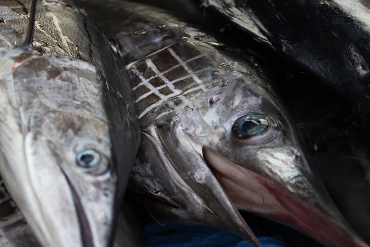 Balık sezonuna merhaba! Eylül ayında hangi balıklar yenilebilir? G2