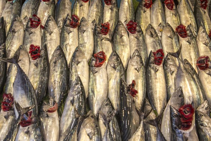 Balık sezonuna merhaba! Eylül ayında hangi balıklar yenilebilir? G3