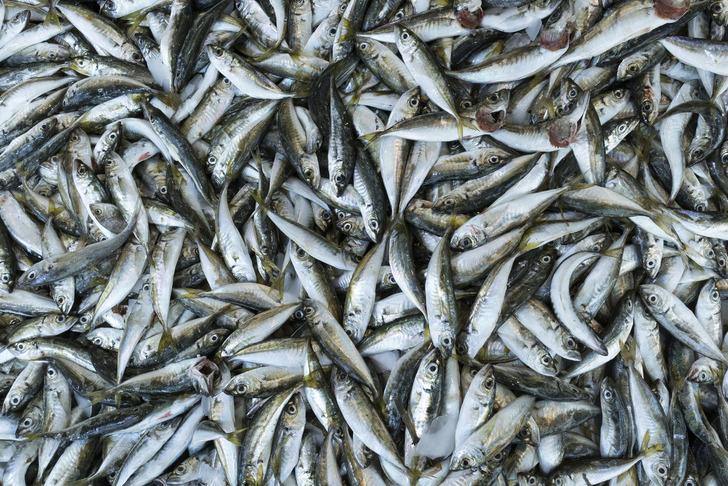 Balık sezonuna merhaba! Eylül ayında hangi balıklar yenilebilir? G4