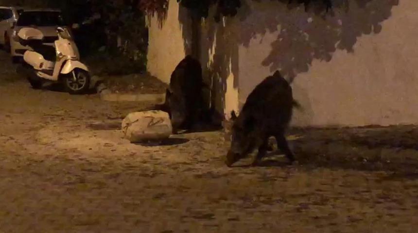 Marmaris'e yaban domuzları indi