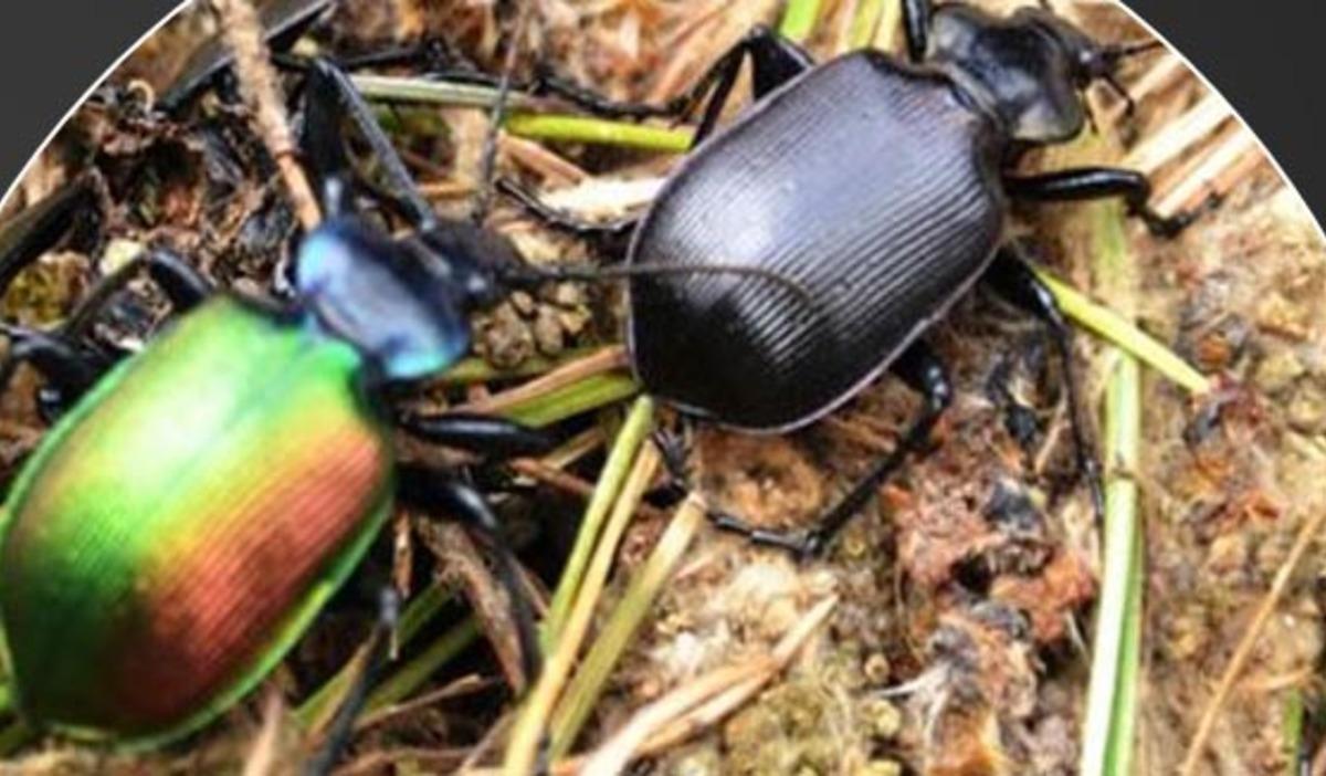 Ormanları istila eden b&ouml;ceğe karşı &lsquo;terminat&ouml;r b&ouml;cek&rsquo; doğaya bırakıldı