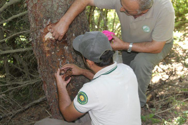 Ormanları istila eden böceğe karşı ‘terminatör böcek’ doğaya bırakıldı G3