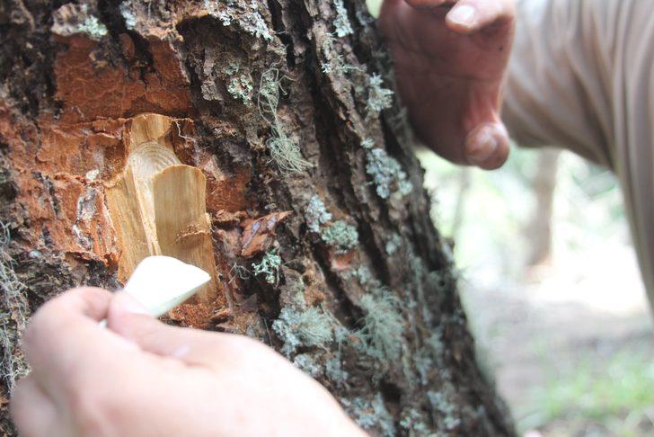 Ormanları istila eden böceğe karşı ‘terminatör böcek’ doğaya bırakıldı G2