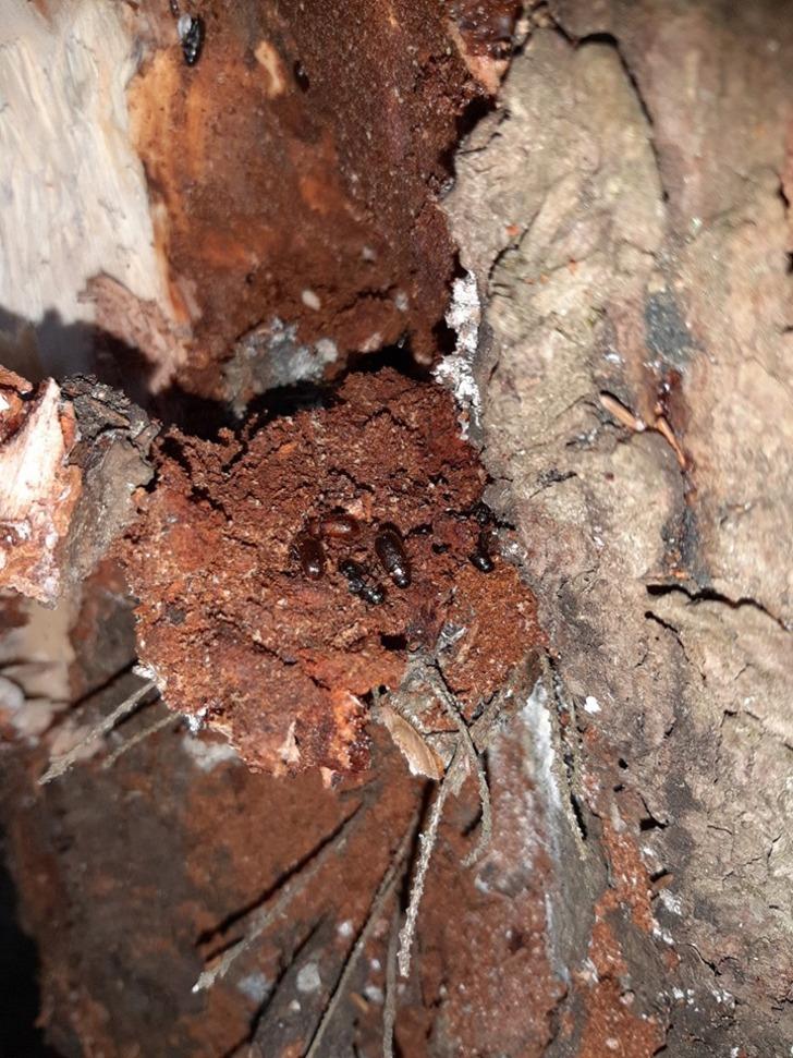 Ormanları istila eden böceğe karşı ‘terminatör böcek’ doğaya bırakıldı G1