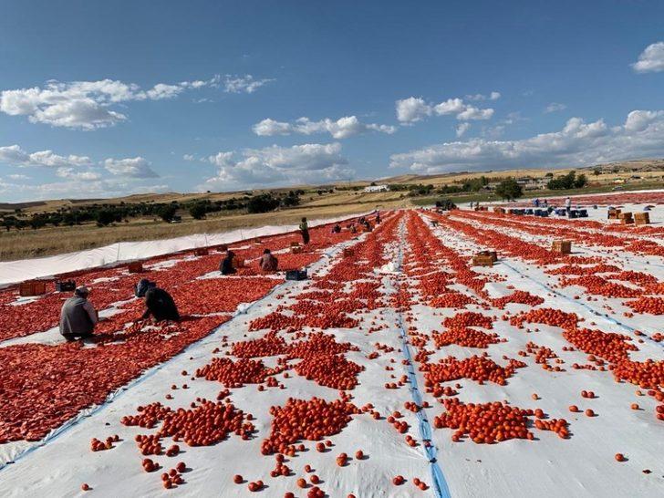 Tunceli’den Avrupa’ya kuru domates ihracatı G4