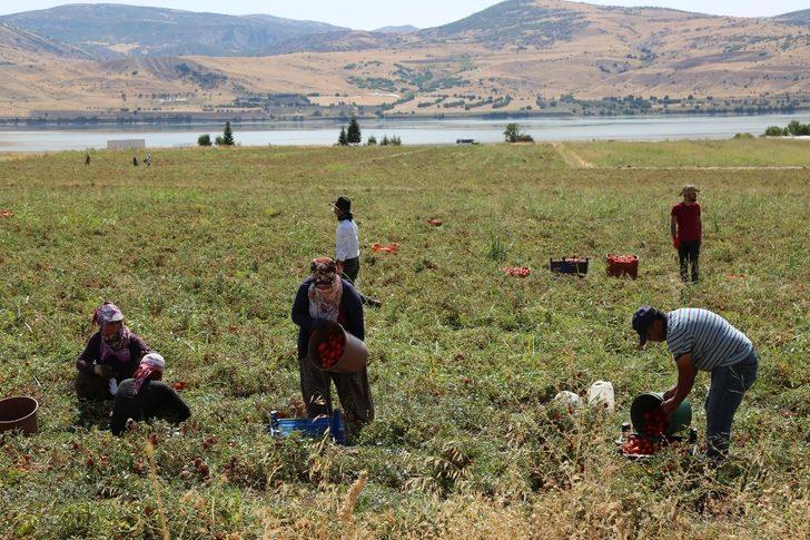 Tunceli’den Avrupa’ya kuru domates ihracatı G5