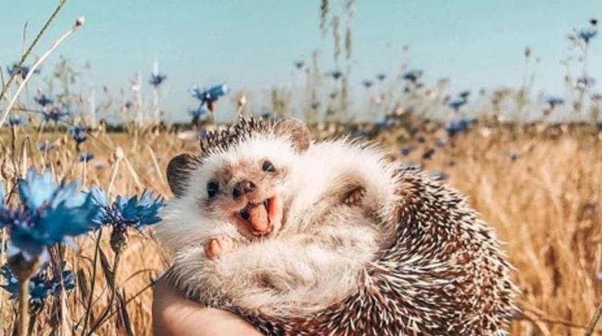 ‘Dünyanın en mutlu kirpisi’ Instagram fenomeni oldu