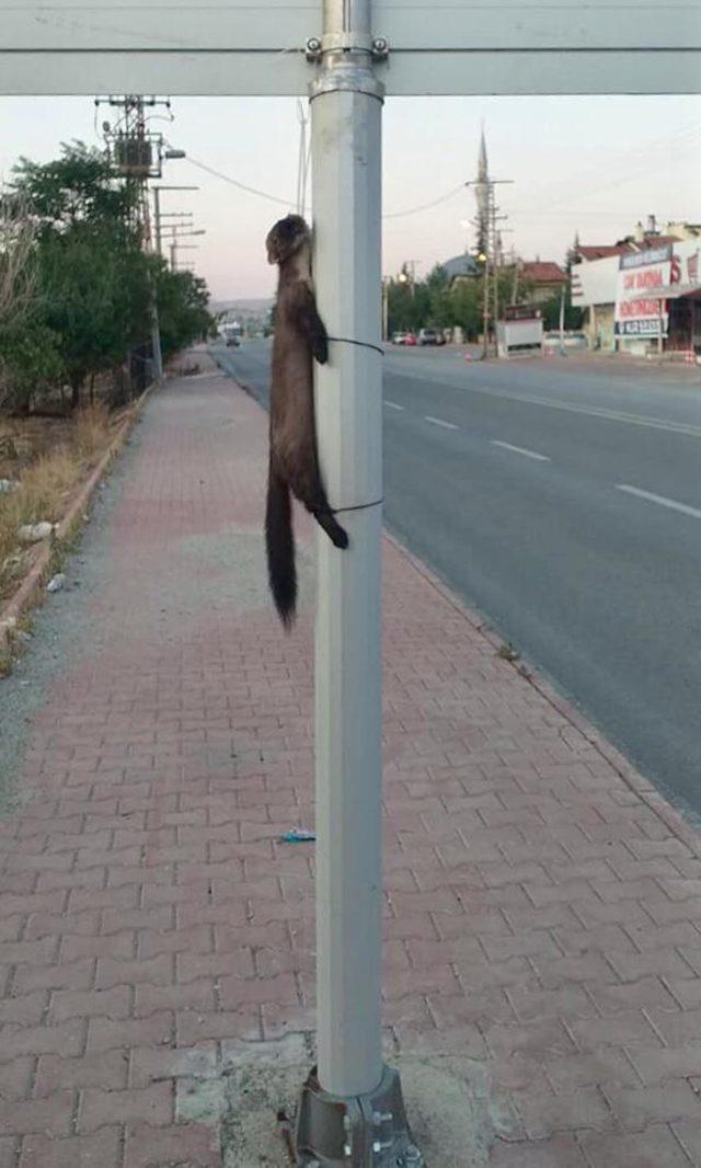 Kaya sansarını &ouml;ld&uuml;r&uuml;p, y&ouml;n levhasına astılar 1
