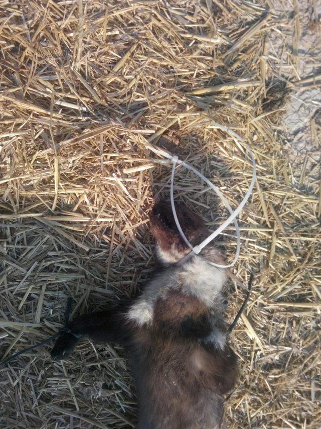 Kaya sansarını &ouml;ld&uuml;r&uuml;p, y&ouml;n levhasına astılar 2