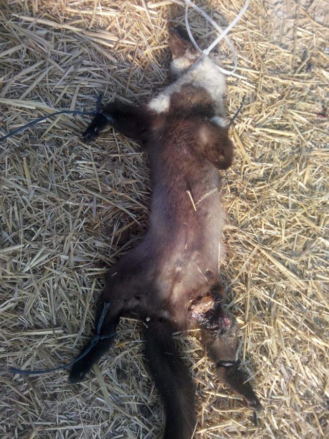 Kaya sansarını &ouml;ld&uuml;r&uuml;p, y&ouml;n levhasına astılar 3