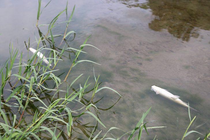 Mudurnu Deresi'ndeki toplu balık ölümlerine vatandaşlar tepki gösterdi G1