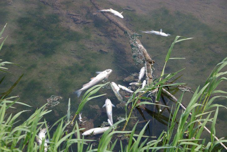 Mudurnu Deresi'ndeki toplu balık ölümlerine vatandaşlar tepki gösterdi G2