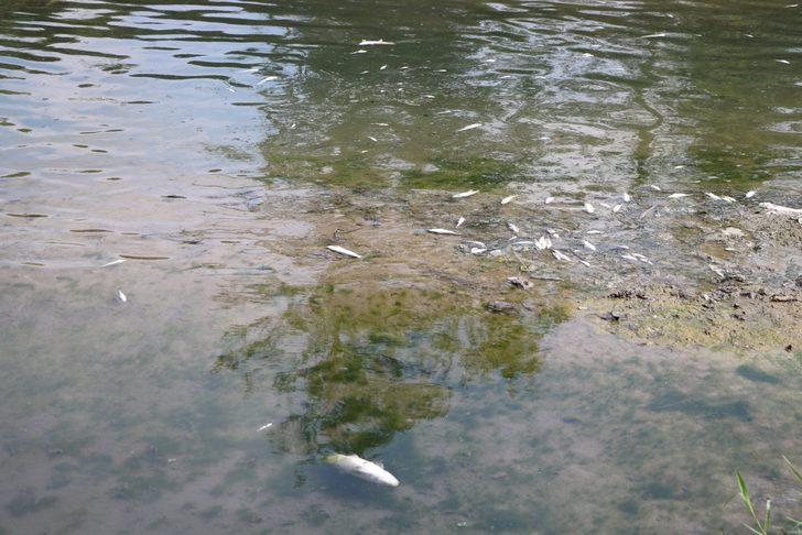 Mudurnu Deresi'ndeki toplu balık ölümlerine vatandaşlar tepki gösterdi G3