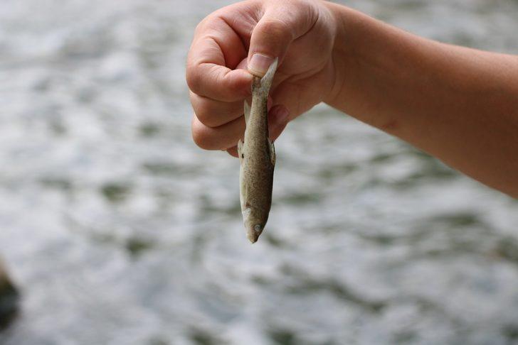 Mudurnu Deresi'ndeki toplu balık ölümlerine vatandaşlar tepki gösterdi G4