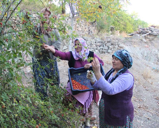 Kadınların topladığı kuşburnu, marmelat olarak sofraya geliyor 2
