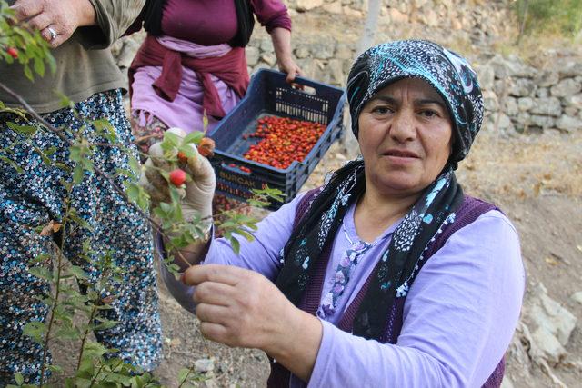 Kadınların topladığı kuşburnu, marmelat olarak sofraya geliyor 3