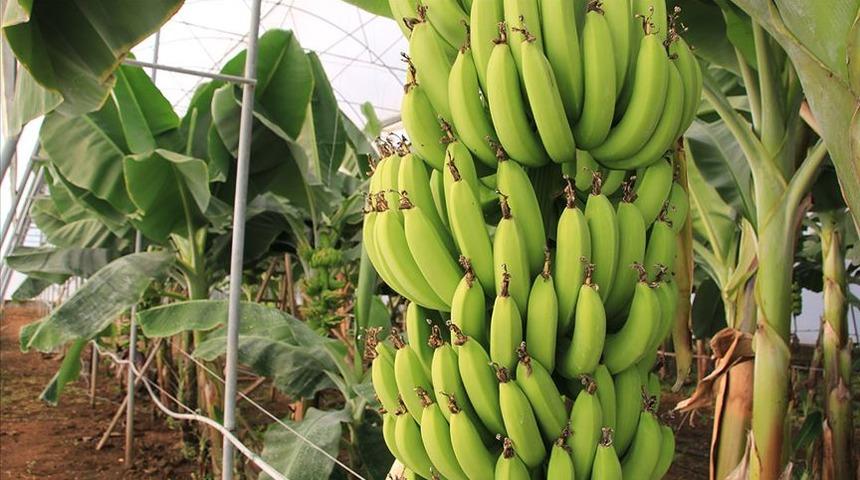  Verimi yüksek iki yeni muz çeşidi geliştirildi