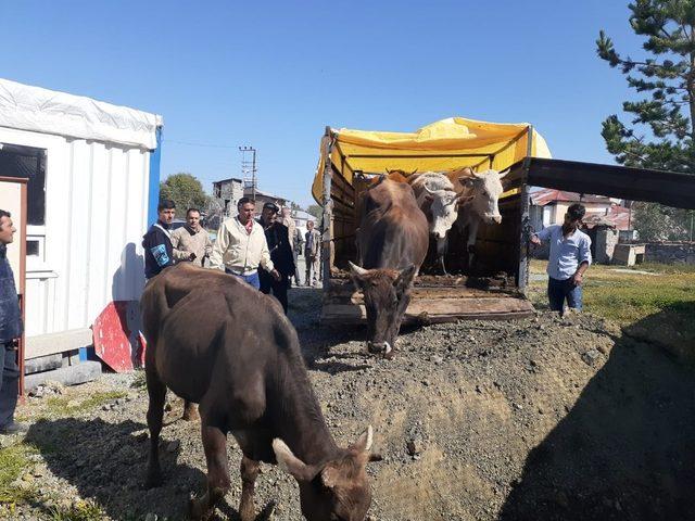 Göle’de çalınan hayvanlar Kars’ta yakalandı