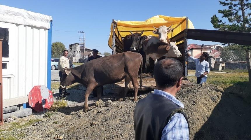 G&ouml;le&rsquo;de &ccedil;alınan hayvanlar Kars&rsquo;ta yakalandı