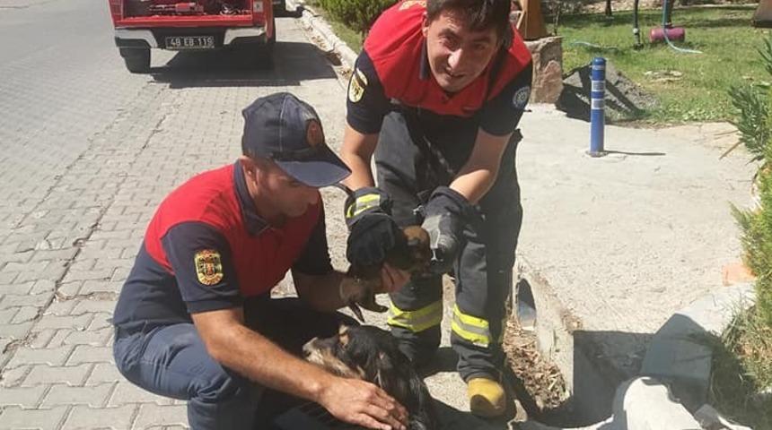 Mazgala sıkışan k&ouml;pek ve yavrusunu itfaiye kurtardı