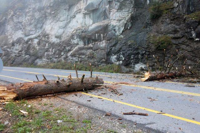 Zigana Dağı’nda yola düşen ağaç Gümüşhane-Trabzon karayolunu ulaşıma kapattı