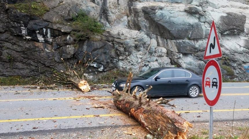Zigana Dağı’nda yola düşen ağaç Gümüşhane-Trabzon karayolunu ulaşıma kapattı