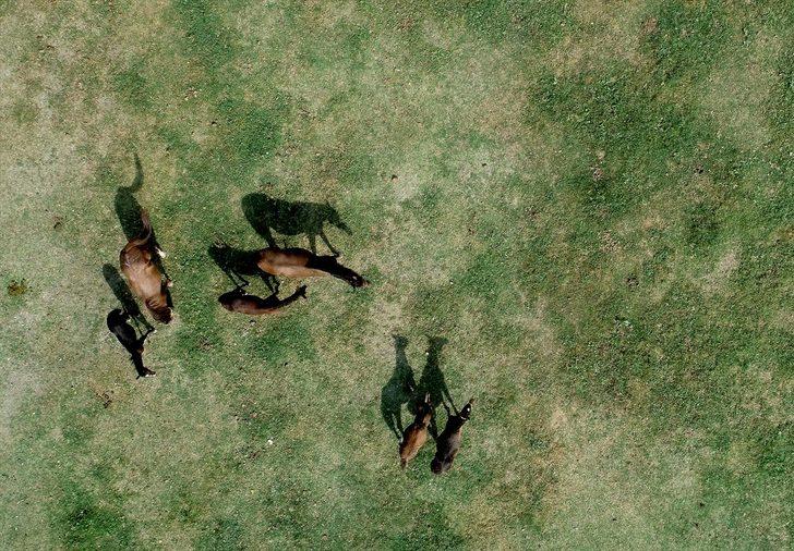 Şampiyon yarış atlarının yaylası: Ereğli G5