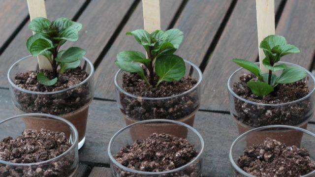 Saksıda Kakaolu Puding