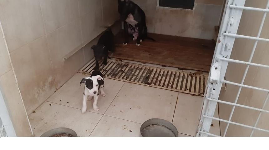 Pitbull Terrier cinsi k&ouml;pek ve yavrularına el konuldu