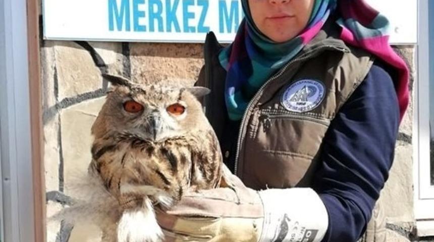 Yaralı Puhu tedavi altına alındı