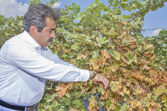 Diyarbakır'da bağ bozumu ve badem hasadı 