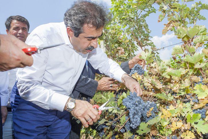Diyarbakır'da bağ bozumu ve badem hasadı 