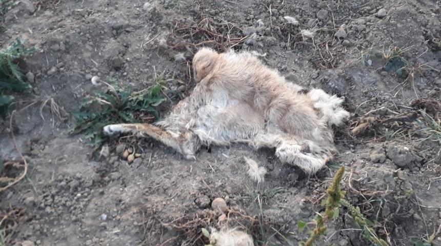 Tarlaya inen ayı bir k&ouml;peği telef etti